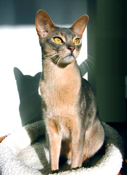 Abyssinian Abyssinian