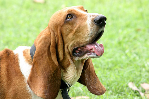 basset hound