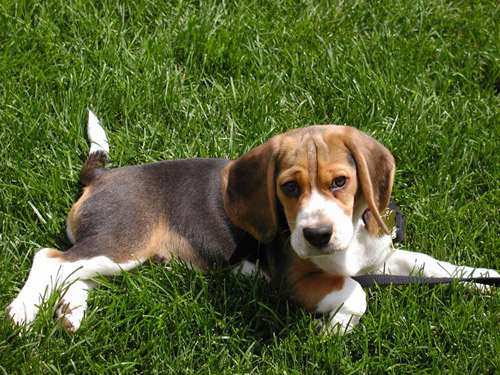 beagle beagle