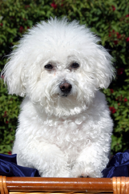 bichon frise bichon frise