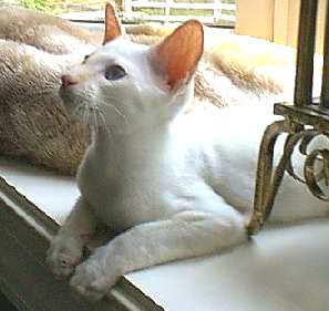 Colorpoint Shorthair Colorpoint Shorthair