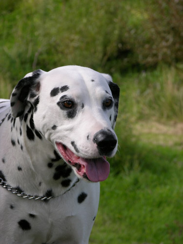 dalmatian