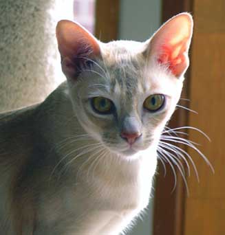 European Burmese