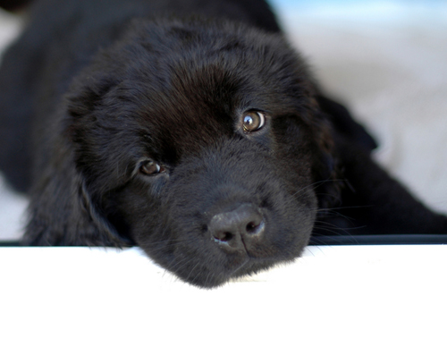 newfoundland puppy newfoundland puppy