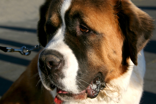 saint bernard saint bernard